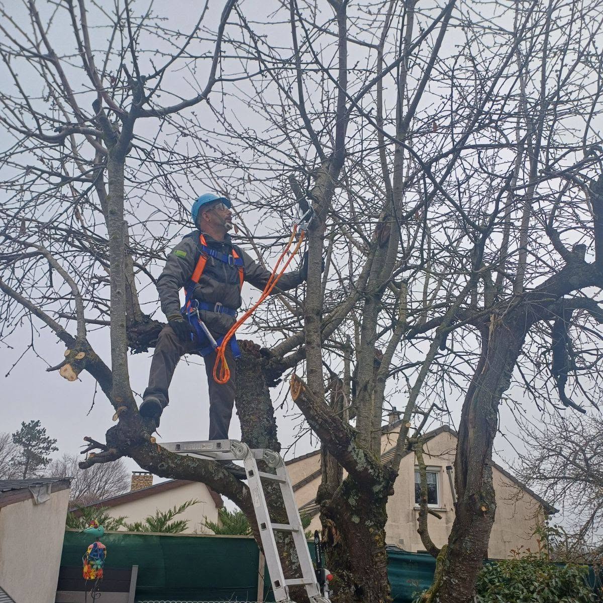 Taille d'arbre en hauteur avec équipement de sécurité