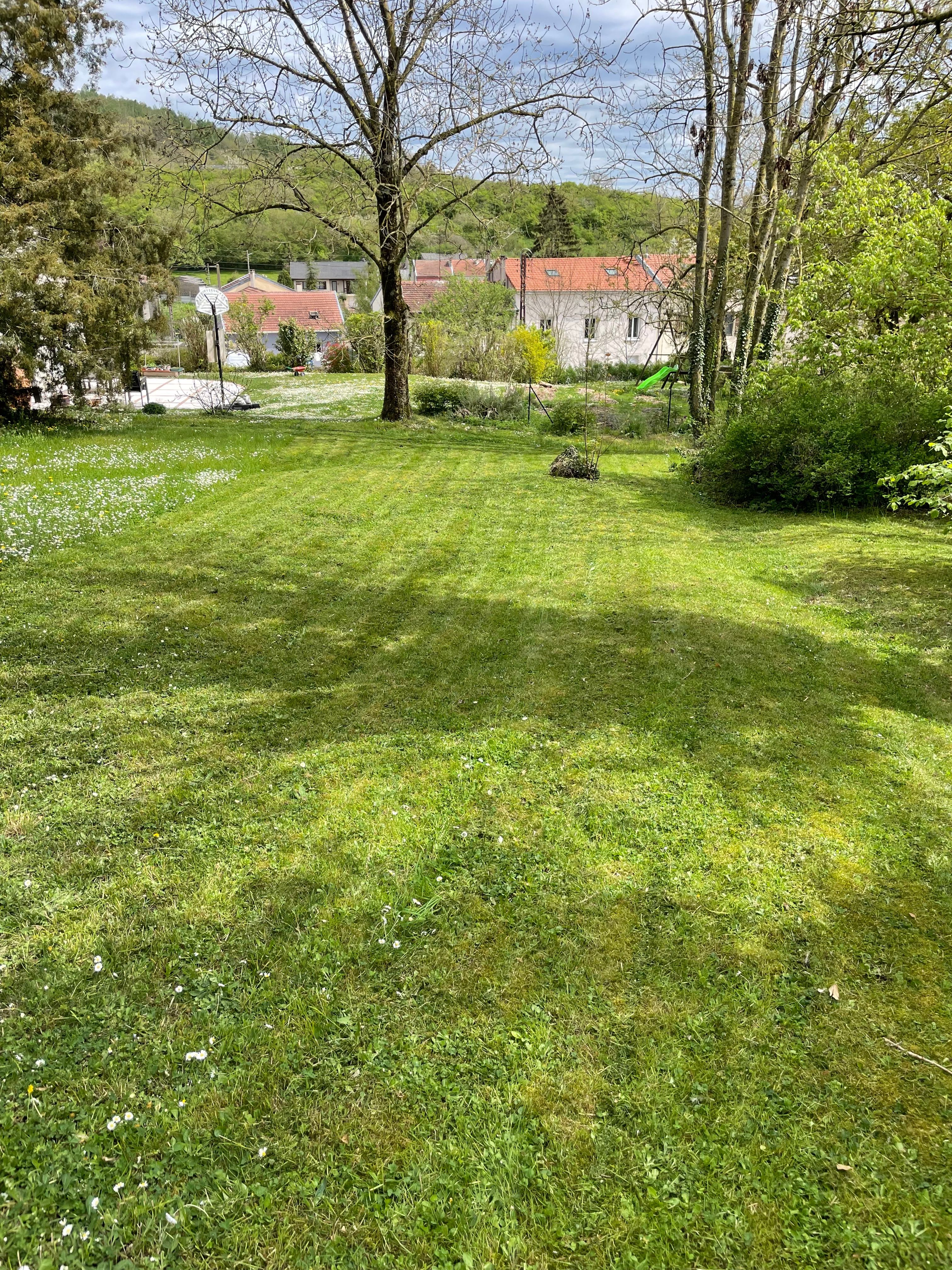 Allée de pelouse fraîchement tondue entre deux haies