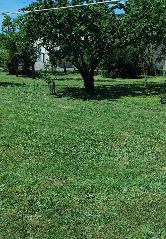 Pelouse tondue avec arbre et haies taillées